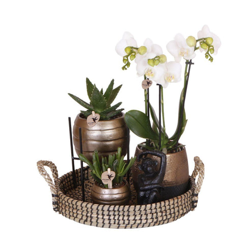 Pflanzenset Home Hub | Grünpflanzen mit weißer Phalaenopsis-Orchidee inkl. schwarzen Keramik-Ziertöpfen und Zubehör