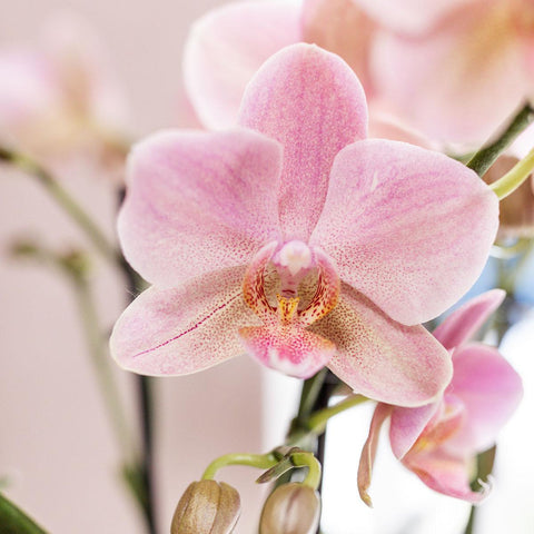 Phalaenopsis orchidee im Weißen Face to Face Ziertopf - Ø12cm