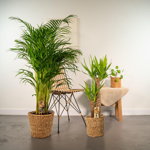 Areca Palme/Yucca Set - 130cm | Ø24cm / 100cm | Ø21cm