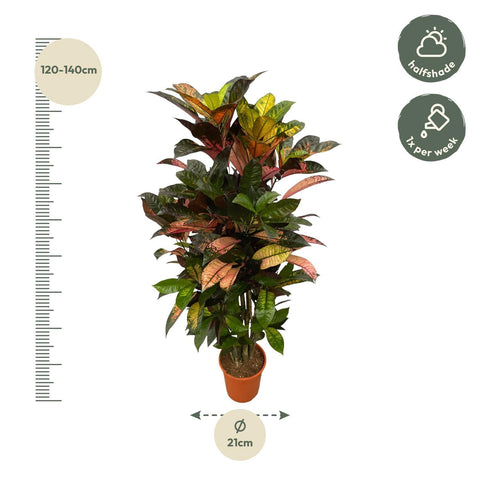 Codiaeum (Croton) Iceton  - 120cm