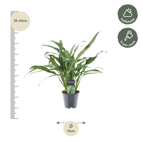 Schwert-Aglaonema - 40 cm | ø12