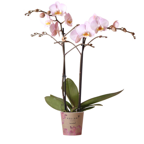 Phalaenopsis Orchidee (Rosa) - Mineral Kikion - Topfgröße Ø12cm | blühende Zimmerpflanze - frisch vom Züchter