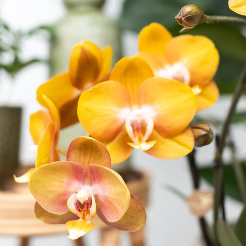 Orange Phalaenopsis-Orchidee Las Vegas im cognacfarbenen glasierten Topf - Topfgröße Ø12cm