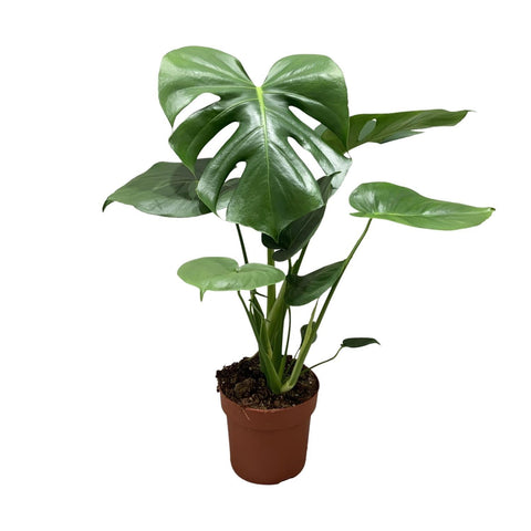 Monstera Deliciosa 55cm - Pflegeleichte Zimmerpflanze kaufen bei PlantMyHome