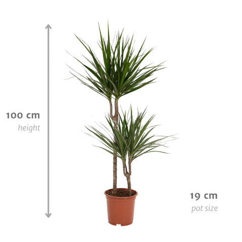 Dracaena 'Marginata' 100cm - Pflegeleichte Zimmerpflanze kaufen bei PlantMyHome