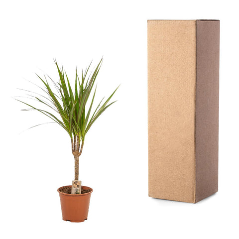 Dracaena Set - 60cm | Ø14cm