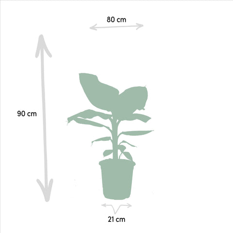 Monstera Deliciosa - 75cm + Alocasia Zebrina - 75cm + Strelitzia Nicolai - 85cm + Musa Dwarf Cavendish - 85cm