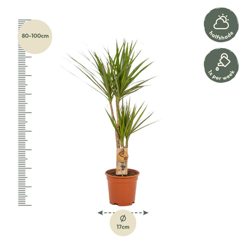 Dracaena Set - 90cm | Ø17cm