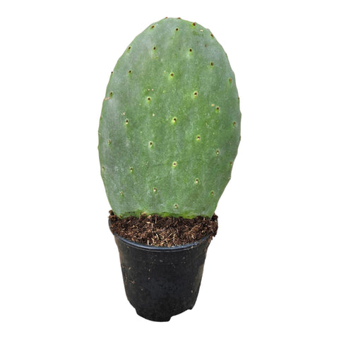 Opuntia Cactus - 40cm | Ø17cm