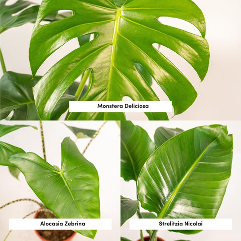 Monstera Deliciosa - 75cm + Alocasia Zebrina - 75cm + Strelitzia Nicolai - 85cm