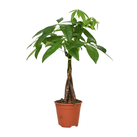 Glückskastanie (Pachira Aquatica) 50cm - Exotische Zimmerpflanze kaufen bei PlantMyHome