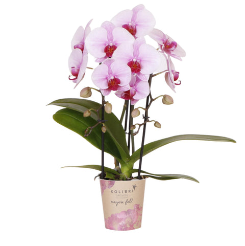 Phalaenopsis Orchidee (Rosa) - Niagara Fall - Topfgröße Ø9cm | blühende Zimmerpflanze - frisch vom Züchter