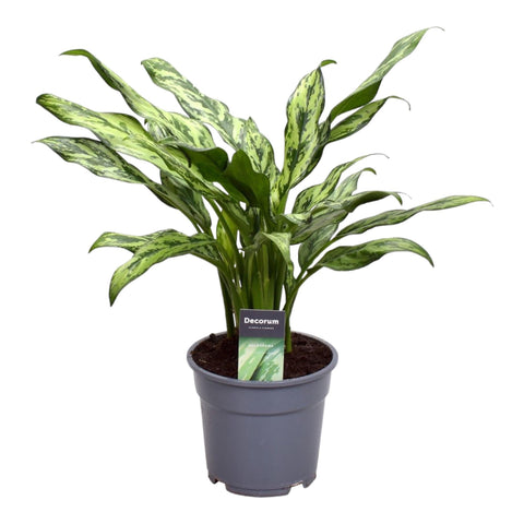 Aglaonema Juliette 40cm - Pflegeleichte Zimmerpflanze kaufen bei PlantMyHome