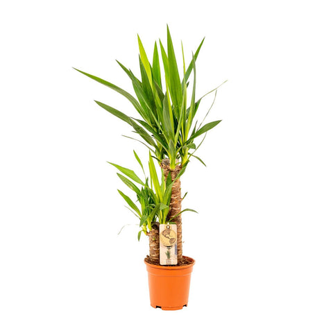 Palmlilie (Yucca) - 90cm | Ø17cm