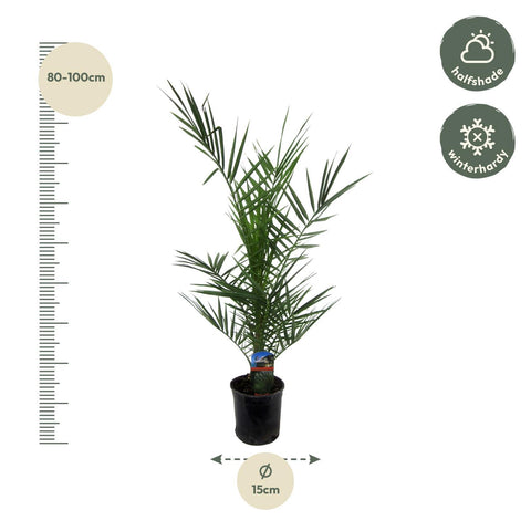 Phoenix Canariensis - 80cm | Ø15cm