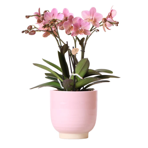 Orchidee 'Altrosa Phalaenopsis'  in rosa glasiertem Topf - Ø12cm