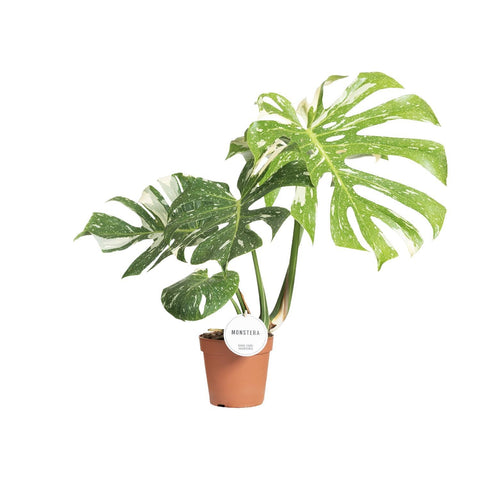 Monstera Thai Constellation - 40-50cm