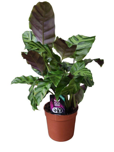 Calathea 'Greenstar' 40cm - Exotische Zimmerpflanze kaufen bei PlantMyHome