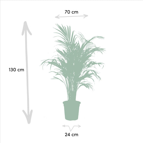 Areca Palme/Yucca Set - 130cm | Ø24cm / 100cm | Ø21cm