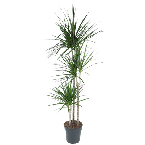 Dracaena 'Marginata' - 160cm | ø24