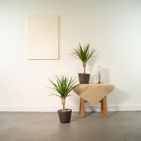 Dracaena Set - 60cm | Ø14cm