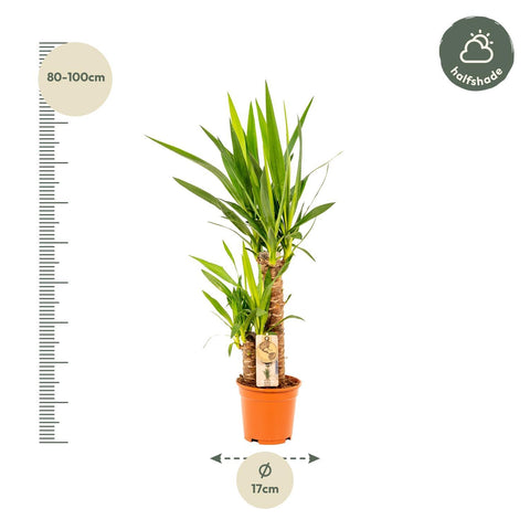 Palmlilie (Yucca) - 90cm | Ø17cm