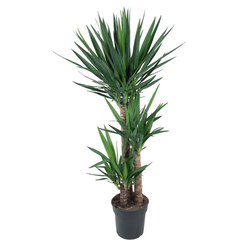 Palmlile (Yucca) - 140cm | ø27