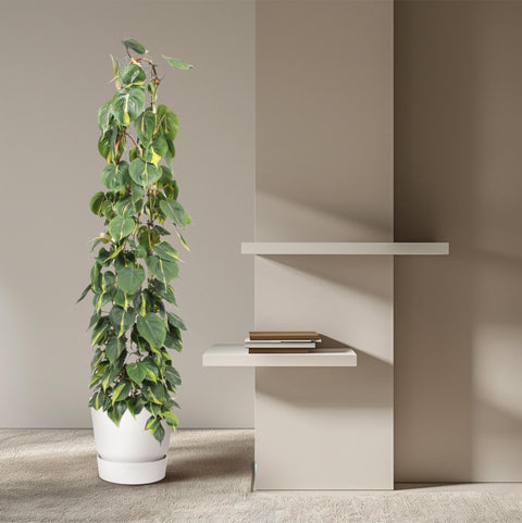 Philodendron Scandens 'Brasil' (Gittergestell) - 160cm | ø27