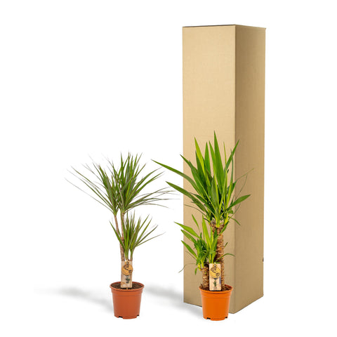 Dracaena/Yucca-Set  - 70cm | Ø17cm / 90cm | Ø17cm