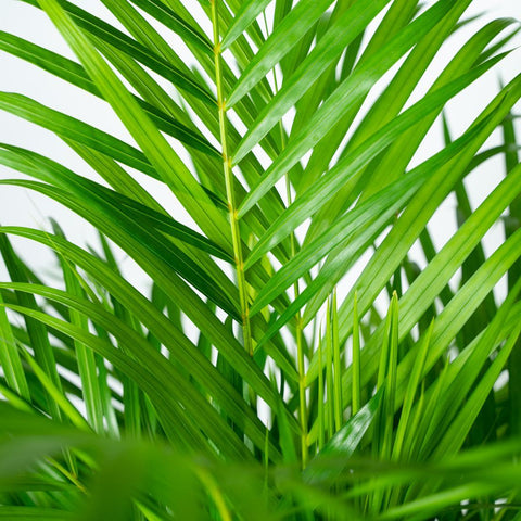 Goldfruchtpalme (Areca Palme) - 130cm | Ø24cm