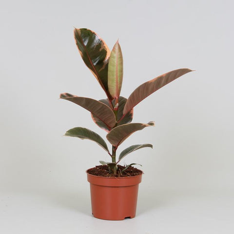Ficus Elastica Belize - 30cm