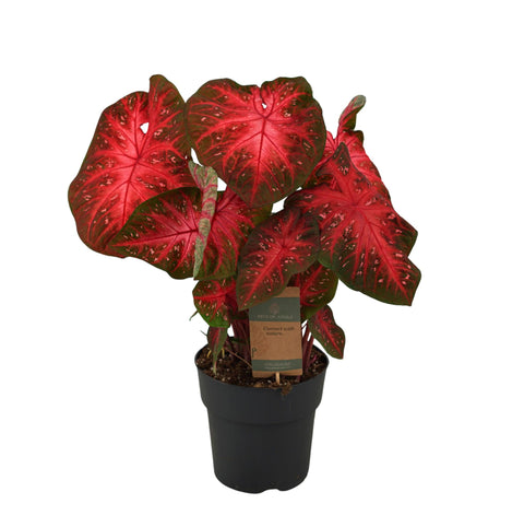 Caladium 'Red Flash' | 65cm | Ø21cm