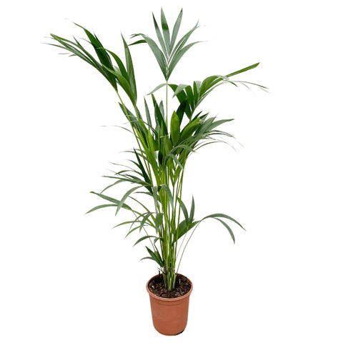 Kentia Palme 160cm - Exotische Zimmerpflanze kaufen bei PlantMyHome