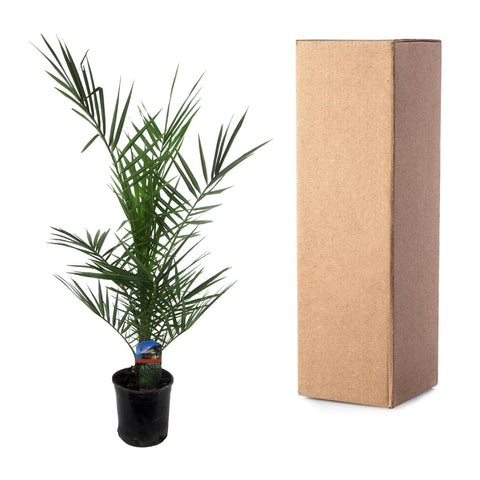 Phoenix Canariensis - 80cm | Ø15cm