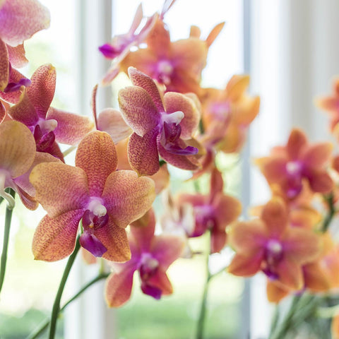 Orange duftende Phalaenopsis-Orchidee im terrakottafarbenen Scandic-Topf - Topfgröße Ø12cm