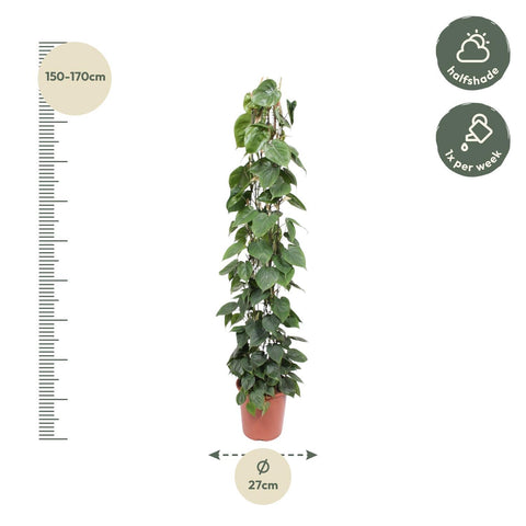Philodendron Scandens am Rankgitter | 160cm
