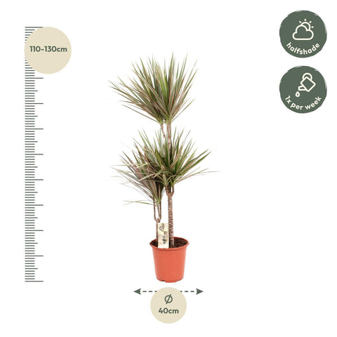 Dracaena 'Bicolor' 120cm - Pflegeleichte Zimmerpflanze kaufen bei PlantMyHome