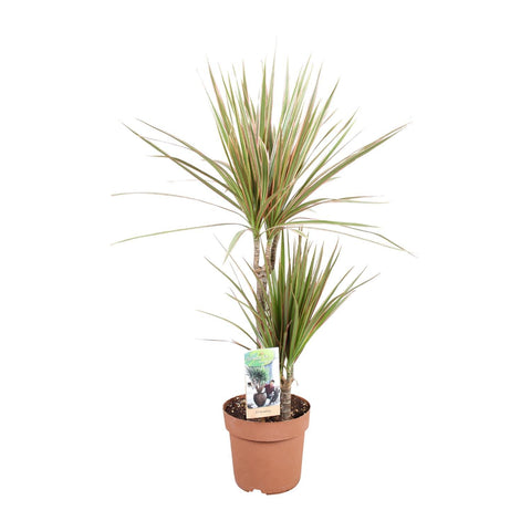 Dracaena 'Bicolor' 80cm - Pflegeleichte Zimmerpflanze kaufen bei PlantMyHome