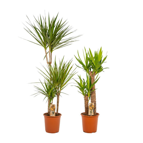 Dracaena/Yucca-Set - 120cm | Ø21cm / 100cm | Ø21cm