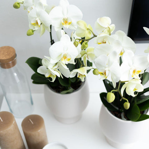 Phalaenopsis Orchidee Topfgröße (Weiß) - Jewel Ghent - Topfgröße Ø12cm | blühende Zimmerpflanze - frisch vom Züchter