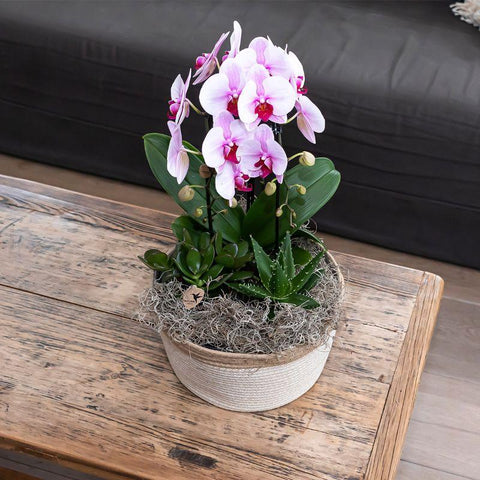 Phalaenopsis Orchidee (Rosa) - Niagara Fall - Topfgröße Ø9cm | blühende Zimmerpflanze - frisch vom Züchter