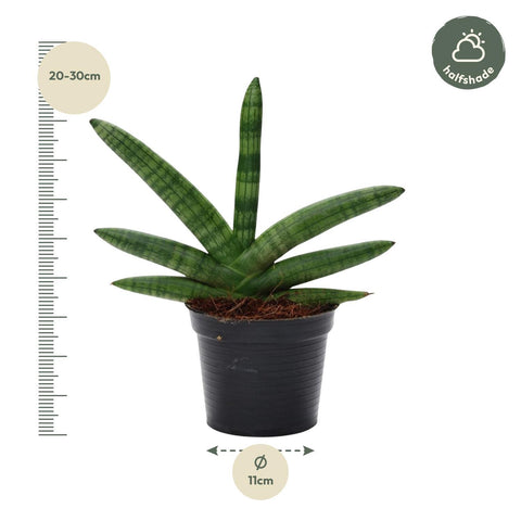 Sansevieria 'Skyline' | 25 cm | ø10,5