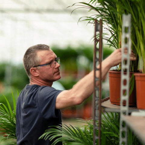 Goldfruchtpalme (Areca Palme) - 85cm | Ø19cm