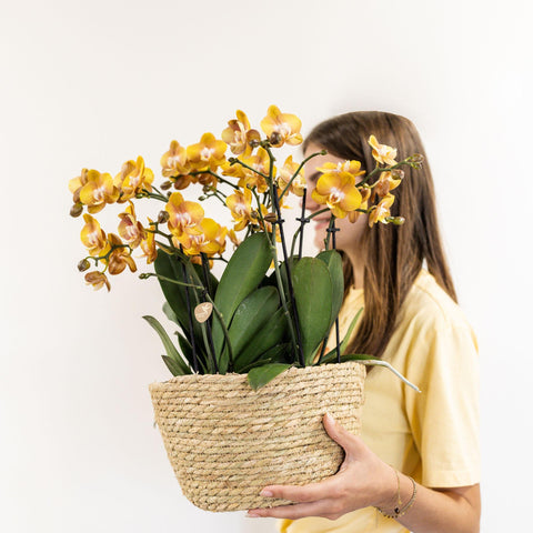 Orchideen-Set (Orange) im Schilfkorb inkl. Wassertank | drei orange Orchideen Las Vegas 12cm | Mono Bouquet orange mit autarkem Wassertank.