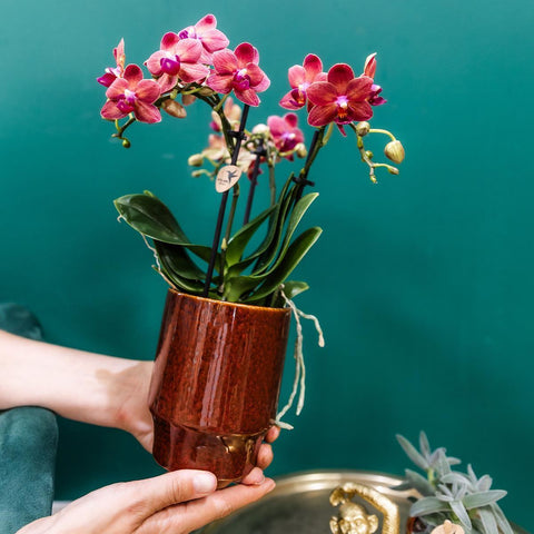 Phalaenopsis-Orchidee (Rot) - Congo + Classy red- Topfgröße Ø9cm | blühende Zimmerpflanze - frisch vom Züchter