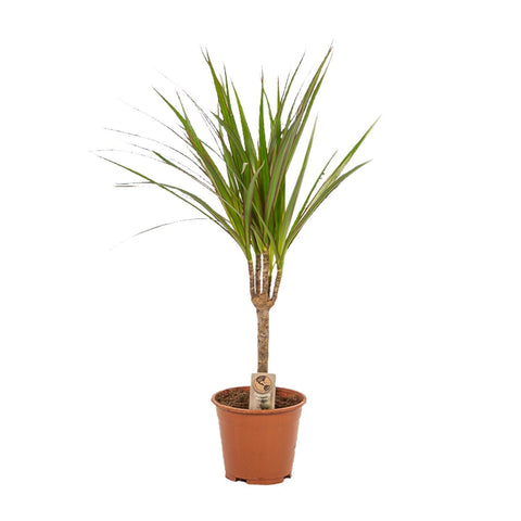 Dracaena Set - 60cm | Ø14cm