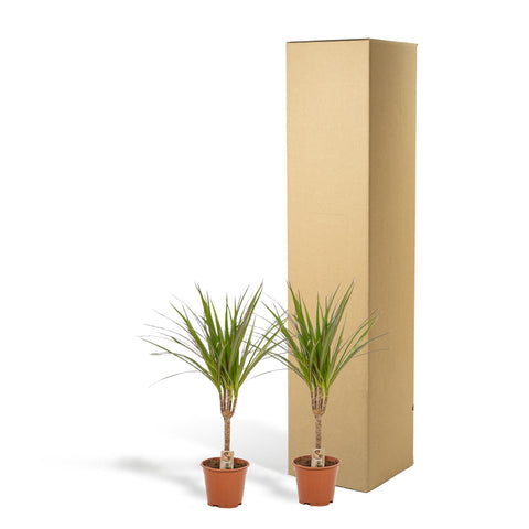 Dracaena Set - 60cm | Ø14cm