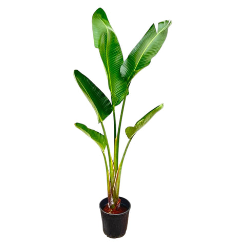 Strelitzia Augusta 210cm - Exotische Zimmerpflanze kaufen bei PlantMyHome