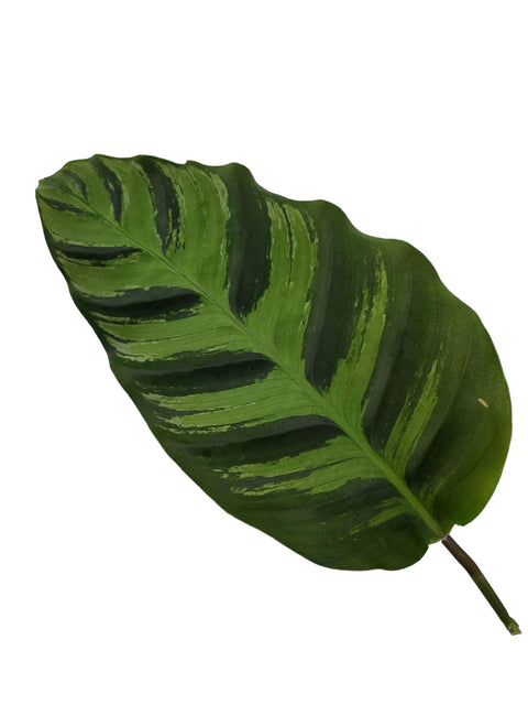 Calathea 'Greenstar' 40cm - Exotische Zimmerpflanze kaufen bei PlantMyHome