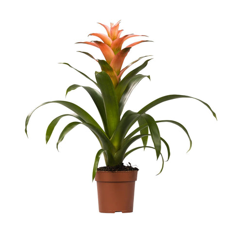 Guzmania Melissa 45cm - Pflegeleichte Zimmerpflanze kaufen bei PlantMyHome